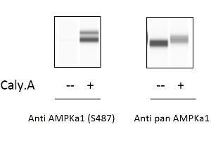 PRKAA1 ELISA Kit