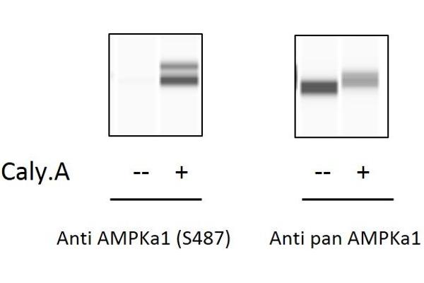 PRKAA1 ELISA Kit