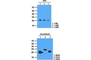 Western Blotting (WB) image for anti-GTPase NRas (NRAS) antibody (ABIN781534) (GTPase NRas Antikörper)