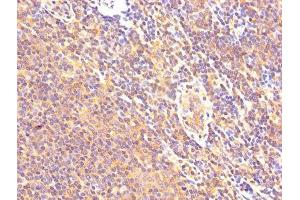 IHC image of ABIN7146551 diluted at 1:500 and staining in paraffin-embedded human lymph node tissue performed on a Leica BondTM system. (Calpastatin Antikörper  (AA 1-667))