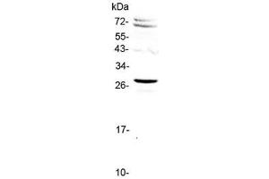 Western blot testing of human HeLa cell lysate with SIX6 antibody at 0.