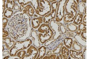 ABIN6278524 at 1/100 staining Mouse kidney tissue by IHC-P. (SEMA3A Antikörper  (C-Term))
