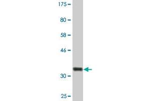 Western Blot detection against Immunogen (36. (Peroxiredoxin 4 Antikörper  (AA 51-150))