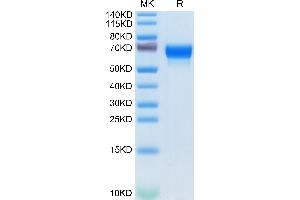 Mouse SERPINF2 on Tris-Bis PAGE under reduced condition. (alpha 2 Antiplasmin Protein (AA 28-491) (His tag))