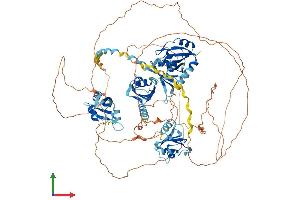 AlphaFold protein structure predicition of Human Recombinant RBM12 Protein, UniprotID Q9NTZ6
