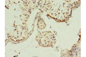 Immunohistochemistry of paraffin-embedded human testis tissue using ABIN7153819 at dilution of 1:100 (GGPS1 Antikörper  (AA 1-300))