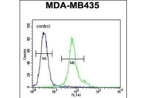 TME Antibody (N-term) (ABIN651968 and ABIN2840477) flow cytometric analysis of MDA-M cells (right histogram) compared to a negative control cell (left histogram). (EMC3 Antikörper  (N-Term))