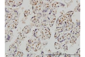Immunoperoxidase of monoclonal antibody to FOXR2 on formalin-fixed paraffin-embedded human placenta. (FOXR2 Antikörper  (AA 1-311))