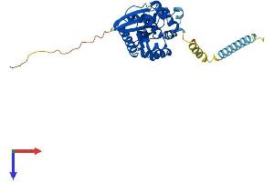 GTPase, IMAP Family Member 1 (GIMAP1) (AA 1-306) protein (His tag)