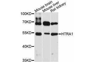 Western blot analysis of extracts of various cell lines, using HTRA1 antibody (ABIN4903990) at 1:3000 dilution.