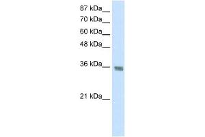 HNRPA1 antibody used at 1. (HNRNPA1 Antikörper  (C-Term))