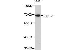 Western blot analysis of extracts of 293T cells, using P4HA3 antibody. (P4HA3 Antikörper)