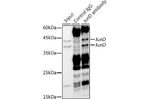 Immunoprecipitation analysis of 300 μg extracts of HeLa cells using 3 μg JunD antibody (ABIN7268050).