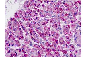 Anti-PAK6 antibody IHC staining of human pancreas. (PAK6 Antikörper  (AA 268-297))
