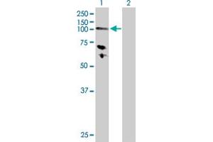 Western Blot analysis of HK3 expression in transfected 293T cell line by HK3 MaxPab polyclonal antibody.