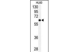 Western blot analysis of anti-USP2 Antibody (C-term) (ABIN388878 and ABIN2839171) in HL60 cell line lysates (35 μg/lane). (USP2 Antikörper  (C-Term))