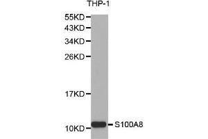 Western blot analysis of extracts of THP-1 cell lines, using S100A8 antibody. (S100A8 Antikörper  (AA 1-93))