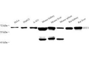 Western blot analysis of IFIT3 (ABIN7074333),at dilution of 1: 2000 (IFIT3 Antikörper)