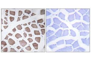 Immunohistochemistry (IHC) image for anti-Mitochondrial Ribosomal Protein S18C (MRPS18C) (Internal Region) antibody (ABIN1850530) (MRPS18C Antikörper  (Internal Region))