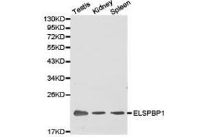 Western Blotting (WB) image for anti-Epididymal Sperm Binding Protein 1 (ELSPBP1) antibody (ABIN1872524) (ELSPBP1 Antikörper)