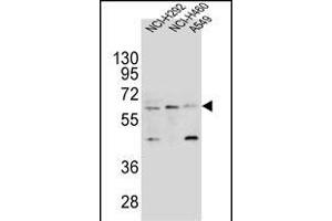 LILRA2 Antibody (Center) (ABIN654421 and ABIN2844156) western blot analysis in NCI-,NCI- and A549 cell line lysates (35 μg/lane). (LILRA2 Antikörper  (AA 55-81))