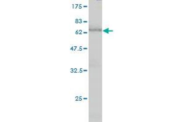 FBXO25 Antikörper  (AA 1-367)