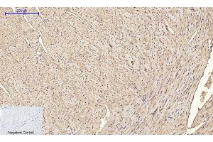 Immunohistochemical analysis of paraffin-embedded mouse heart tissue. (IRS1 Antikörper)