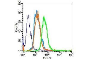 U251 cells probed with PPAR Gamma Polyclonal Antibody, Unconjugated  for 30 minutes followed by incubation with a conjugated secondary (FITC Conjugated) (green) for 30 minutes compared to control cells (blue), secondary only (light blue) and isotype control (orange). (PPARG Antikörper  (AA 315-420))