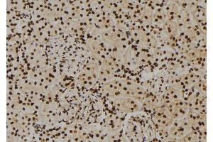 ABIN6276565 at 1/100 staining Rat kidney tissue by IHC-P. (HNRNPA2B1 Antikörper  (N-Term))