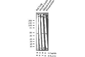 Western blot analysis of Phospho-MEK1/2 (Ser217) expression in various lysates (MEK1 Antikörper  (pSer217))