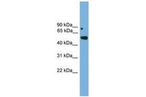 Image no. 1 for anti-Iroquois Homeobox Protein 5 (IRX5) (AA 191-240) antibody (ABIN6744590) (IRX5 Antikörper  (AA 191-240))