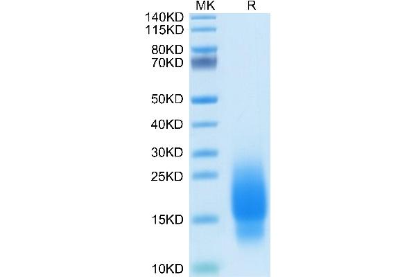 GIP Protein (AA 22-93) (His tag)