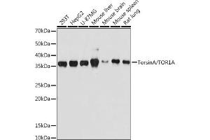 Western blot analysis of extracts of various cell lines, using TorsinA/TOR1A antibody (ABIN7270856) at 1:500 dilution. (TOR1A Antikörper)