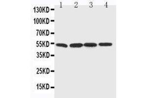 Anti-BAG5 antibody, Western blotting Lane 1: Rat Thymus Tissue Lysate Lane 2: Rat Spleen Tissue Lysate Lane 3: Rat Testis Tissue Lysate Lane 4: PANC Cell Lysate (BAG5 Antikörper  (C-Term))