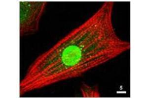Immunofluorescence Microscopy of Rabbit Anti-AKT Antibody. (AKT1 Antikörper  (C-Term))