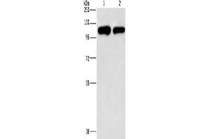 Western Blotting (WB) image for anti-Phosphatidylinositol-4-Phosphate 5-Kinase, Type I, gamma (PIP5K1C) antibody (ABIN2817276) (PIP5K1C Antikörper)