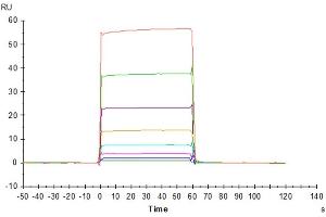 Surface Plasmon Resonance (SPR) image for Fc Fragment of IgG, Low Affinity IIa, Receptor (CD32) (FCGR2A) (AA 28-208) protein (His tag) (ABIN7274277)