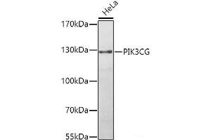 Western blot analysis of extracts of HeLa cells using PIK3CG Polyclonal Antibody at dilution of 1:1000. (PIK3 gamma Antikörper)