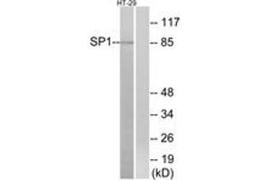 Western blot analysis of extracts from HT-29 cells, using SP1 (Ab-739) Antibody. (SP1 Antikörper  (AA 706-755))
