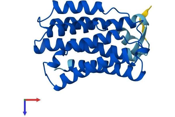 KDELR2 Protein (AA 1-212) (His tag)
