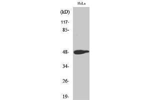Western Blotting (WB) image for anti-Jun Proto-Oncogene (JUN) (pThr239) antibody (ABIN3181916) (C-JUN Antikörper  (pThr239))