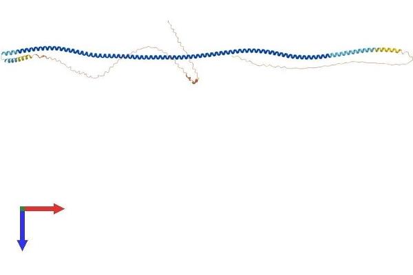 Taxilin gamma (TXLNG) (AA 1-528) protein (His tag)