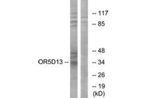 Western Blotting (WB) image for anti-Olfactory Receptor, Family 5, Subfamily D, Member 13 (OR5D13) (AA 265-314) antibody (ABIN2891024) (OR5D13 Antikörper  (AA 265-314))