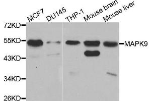 Western blot analysis of extracts of various cell lines, using MAPK9 antibody. (JNK2 Antikörper)