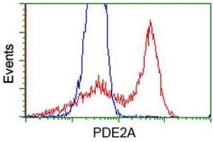 HEK293T cells transfected with either RC207219 overexpress plasmid (Red) or empty vector control plasmid (Blue) were immunostained by anti-PDE2A antibody (ABIN2454426), and then analyzed by flow cytometry. (PDE2A Antikörper)