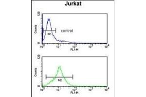 Flow Cytometry (FACS) image for anti-Growth Arrest-Specific 7 (GAS7) (AA 438-465), (C-Term) antibody (ABIN390589)