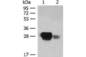 Western blot analysis of Raji cell and Human spleen tissue lysates using HLA-DPB1 Polyclonal Antibody at dilution of 1:350