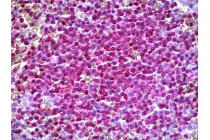 Anti-ARHGEF11 antibody IHC of human spleen. (ARHGEF11 Antikörper  (AA 651-750))