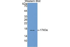 Detection of Recombinant S100A3, Rat using Polyclonal Antibody to S100 Calcium Binding Protein A3 (S100A3) (S100A3 Antikörper  (AA 1-101))
