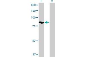 Western Blot analysis of ZBED1 expression in transfected 293T cell line by ZBED1 MaxPab polyclonal antibody.